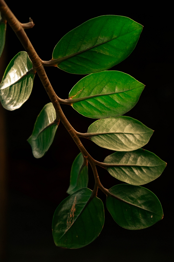 Fresh flowers in the courtyard
